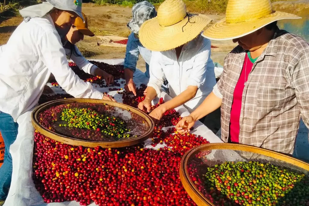 Produção de café no Brasil deve cair 4,4% em 2025