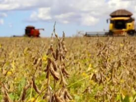 soja, plantação, paraná, agricultura, agronegócio, projeção, colheita, deral