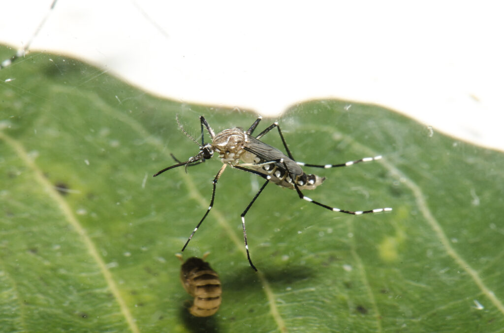 Mortes por dengue em 2024 superam total dos oito anos anteriores