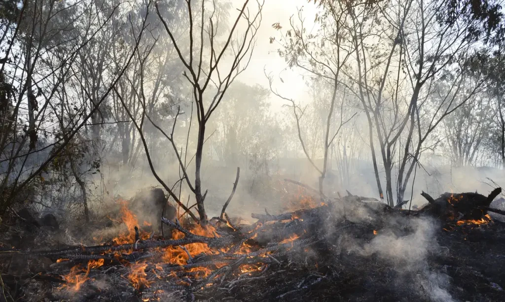 Há indícios de ação coordenada em incêndios, diz PF