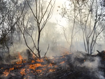 Há indícios de ação coordenada em incêndios, diz PF