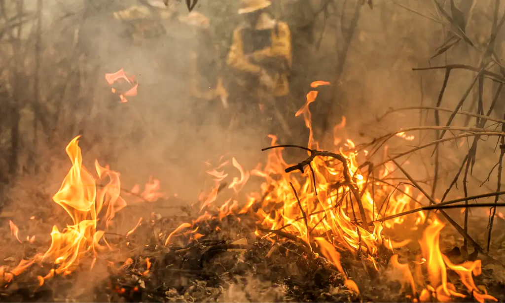 Monitoramento mostra que 99% dos incêndios são por ação humana