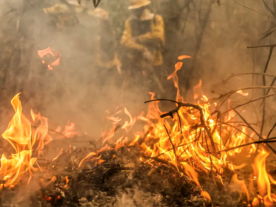 fogo incêndios queimadas