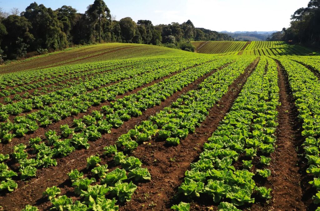 Geadas não devem afetar preços de legumes e hortaliças na Grande Curitiba