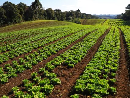 Geadas não devem afetar preços de legumes e hortaliças na Grande Curitiba