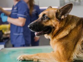 Projeto sobre isenção de IPTU para clínicas veterinárias de Curitiba trava na CCJ