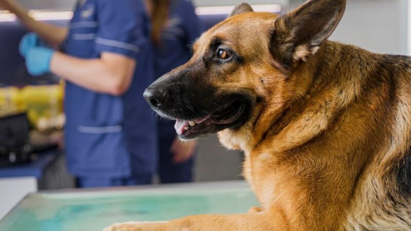 Projeto sobre isenção de IPTU para clínicas veterinárias de Curitiba trava na CCJ