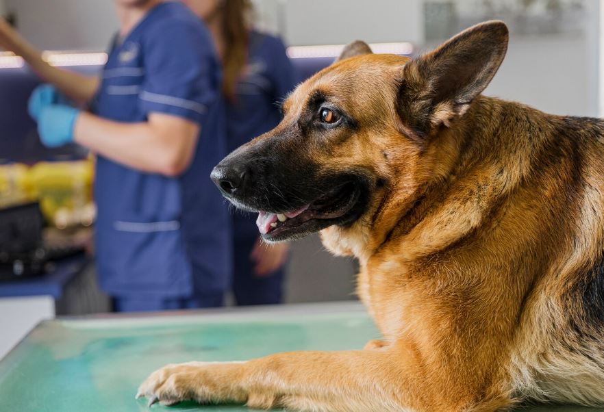 Projeto sobre isenção de IPTU para clínicas veterinárias de Curitiba trava na CCJ