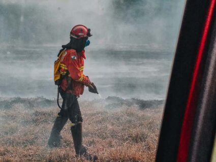 Incêndios florestais no Paraná crescem 132% em um ano