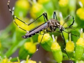 Dengue 376 municípios do Paraná estão infestados por Aedes aegypti