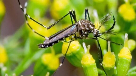 Dengue: 376 municípios do Paraná estão infestados por Aedes aegypti