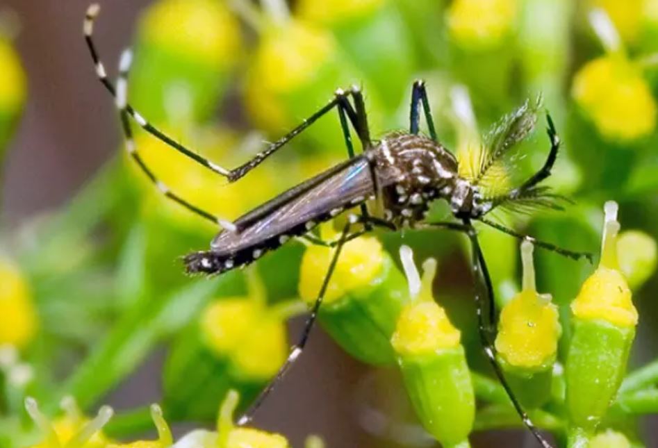 Dengue: 376 municípios do Paraná estão infestados por Aedes aegypti