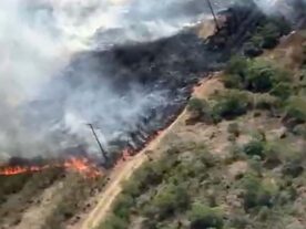 Incêndio florestal já consumiu 100 mil metros quadrados em Palmeira