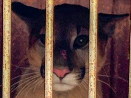 Onça-parda resgatada em galinheiro é devolvida à natureza em Umuarama: assista!