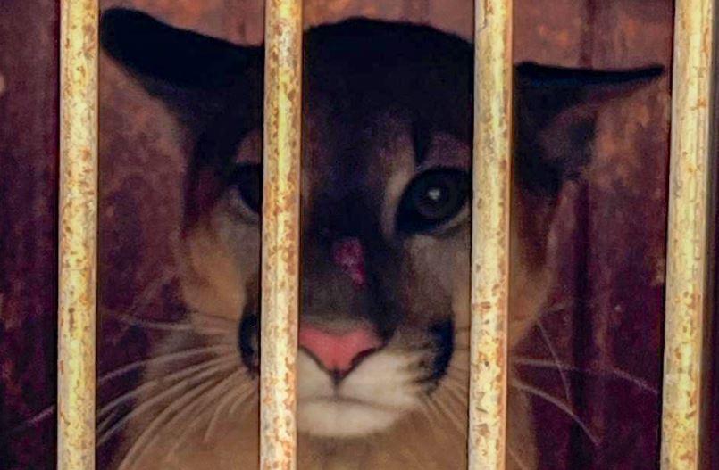 Onça-parda resgatada em galinheiro é devolvida à natureza em Umuarama: assista!