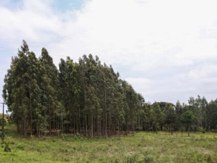 Paraná está entre os principais produtores florestais do país