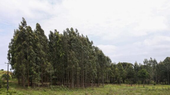 Paraná está entre os principais produtores florestais do país