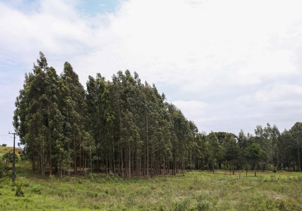 Paraná está entre os principais produtores florestais do país