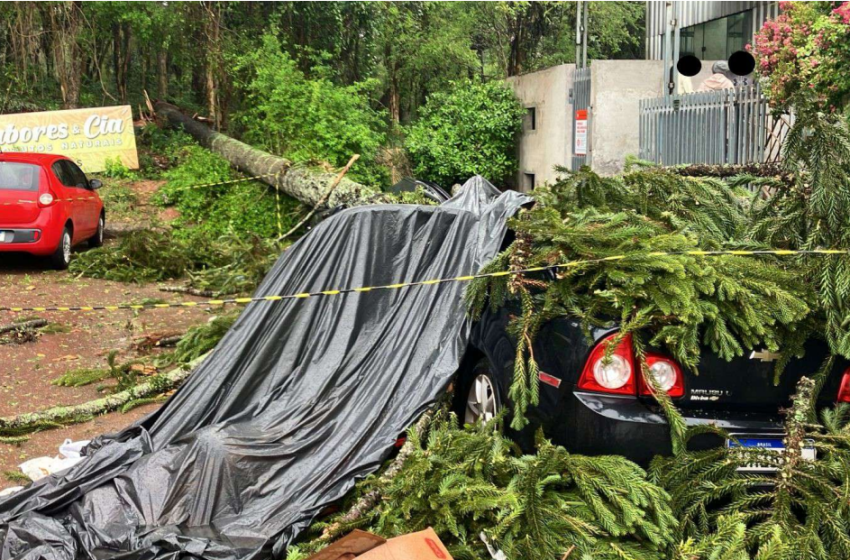 Homem morre após ser atingido por árvore na Grande Curitiba