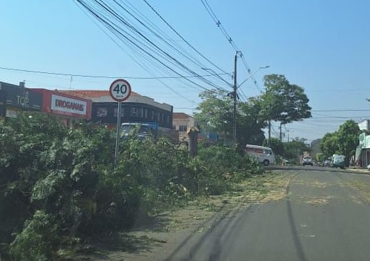 arvores-alto-parana