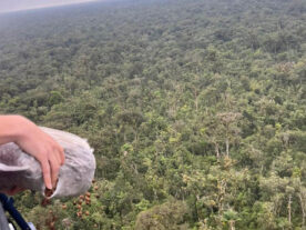 dispersão de 50 mil sementes de Palmeira Jussara Litoral