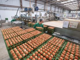 produção agropecuária Paraná ovos