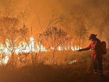 Paraná ultrapassou máxima histórica de incêndios florestais