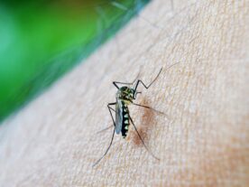 Adolescente de 15 anos morre de dengue em Abatiá, no norte do estado