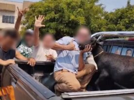 Dupla que matou bode e pintou número 13 no animal por provocação política é denunciada