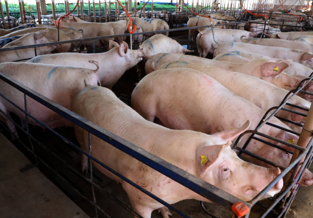 Exportação de carne suína do Paraná tem melhor resultado dos últimos 27 anos