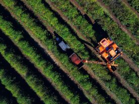 Produção do café cai 8 no Paraná e saca beneficiada salta