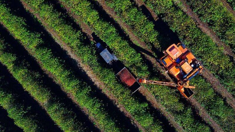 Produção do café cai 8% no Paraná e saca beneficiada salta para R$ 1.247