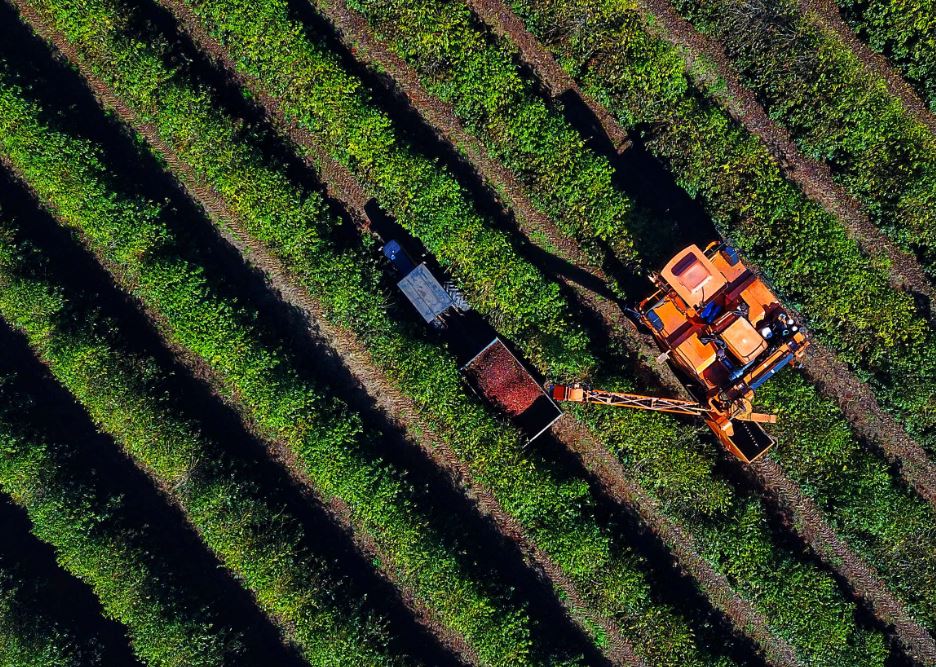 Produção do café cai 8% no Paraná e saca beneficiada salta para R$ 1.247