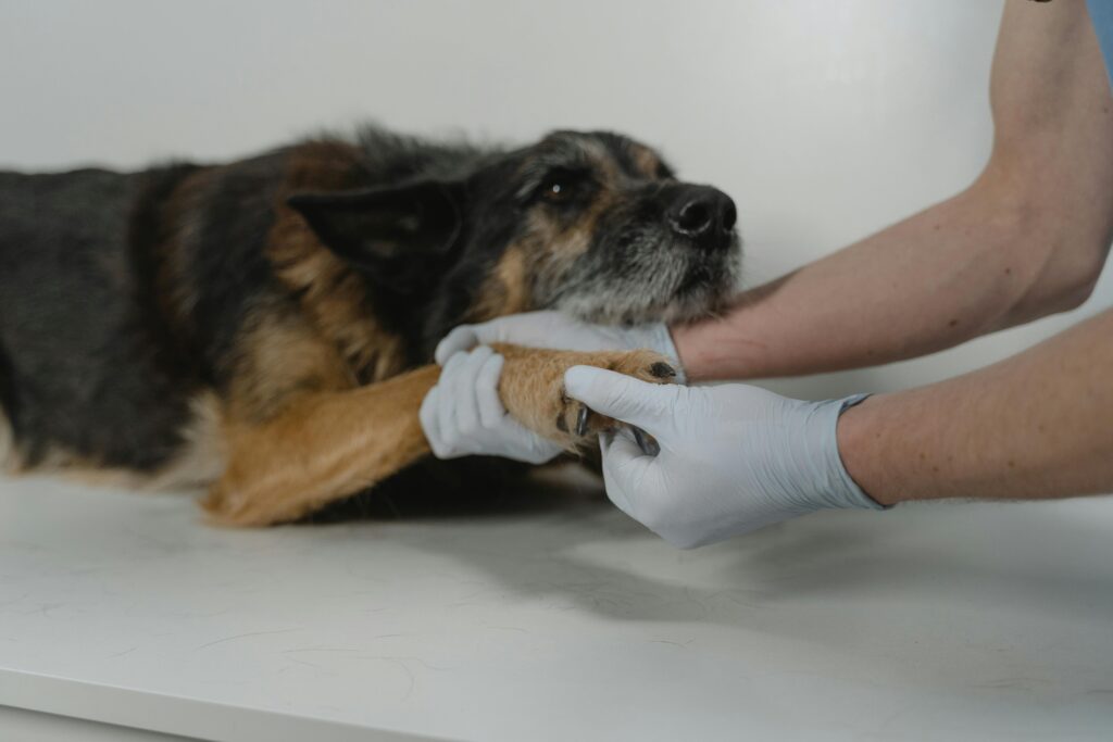 Hospital Veterinário de Curitiba será inaugurado em dezembro