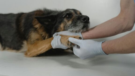 Hospital Veterinário de Curitiba será inaugurado em dezembro