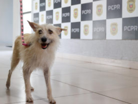 Cachorrinha que pediu ajuda para policiais vai morar na delegacia