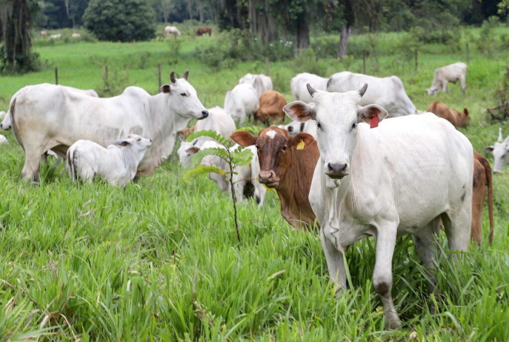 Focos de raiva no Paraná saltam de 148 para 203 em um ano