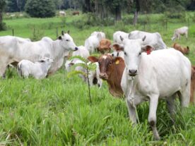 Casos de raiva no Paraná focos da doença pulam de 148 focos para 203 em um ano