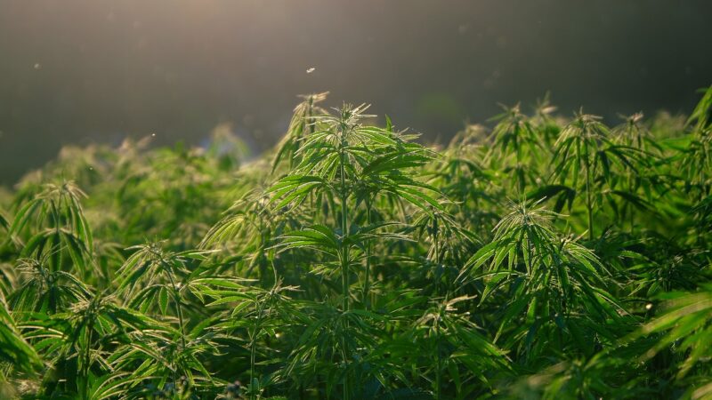 Embrapa planeja pesquisa para gerar agronegócio de cânabis medicinal e industrial no Brasil