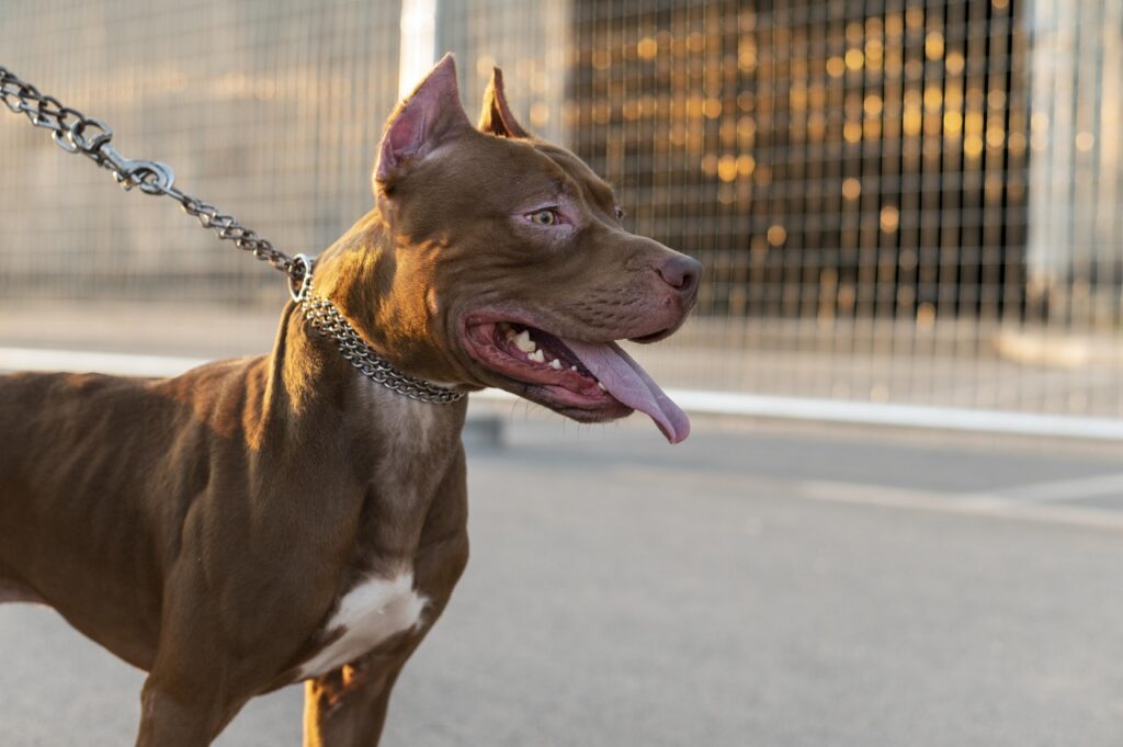 Tutora de pitbulls que mataram cachorro do vizinho pode ser presa