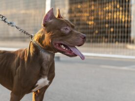 Tutora de pitbulls que mataram cachorro de vizinho pode ser presa