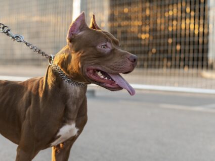 Tutora de pitbulls que mataram cachorro do vizinho pode ser presa