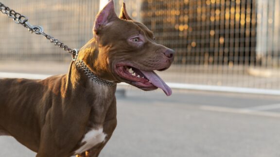 Tutora de pitbulls que mataram cachorro do vizinho pode ser presa