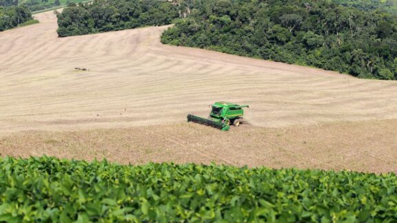 Área semeada e bom clima mantêm expectativa de safra recorde para o feijão no Paraná