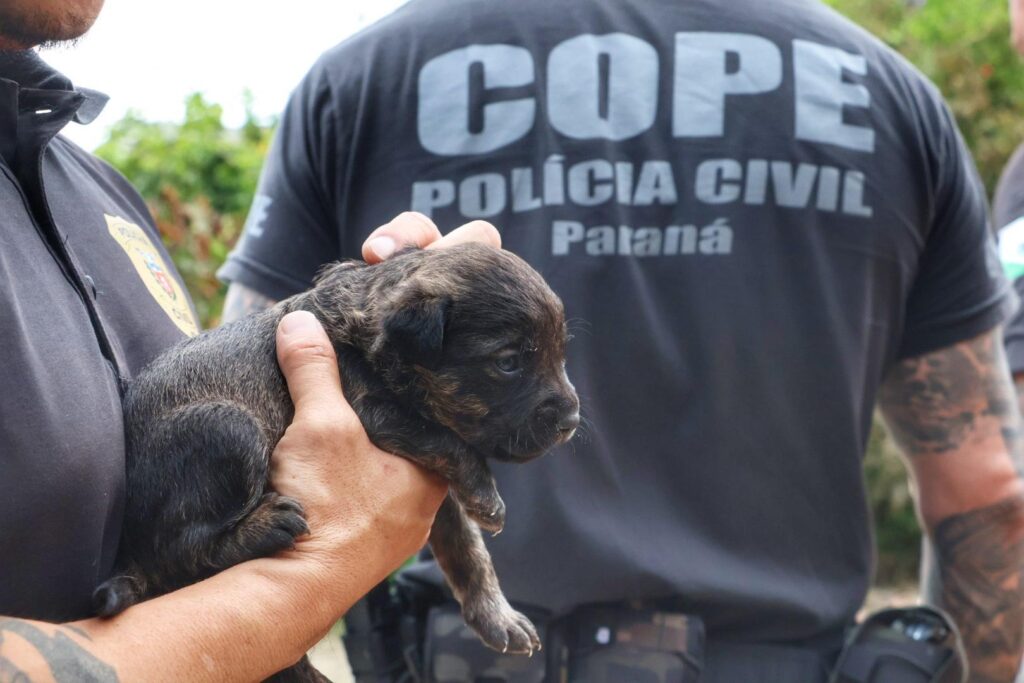 Incêndio em Guaratuba: cadela e quatro filhotes são resgatados nos escombros