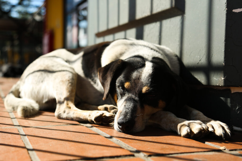 Tutores poderão ser proibidos de acorrentar animais em Curitiba