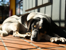 Agressores de animais em Curitiba deverão pagar por tratamento veterinário