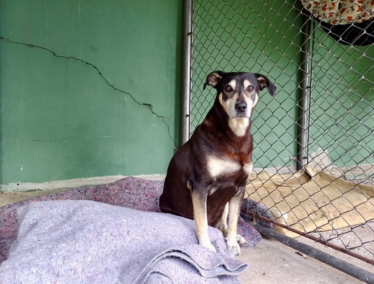 Cachorro chora ao ver tutor em situação de rua dentro de ambulância