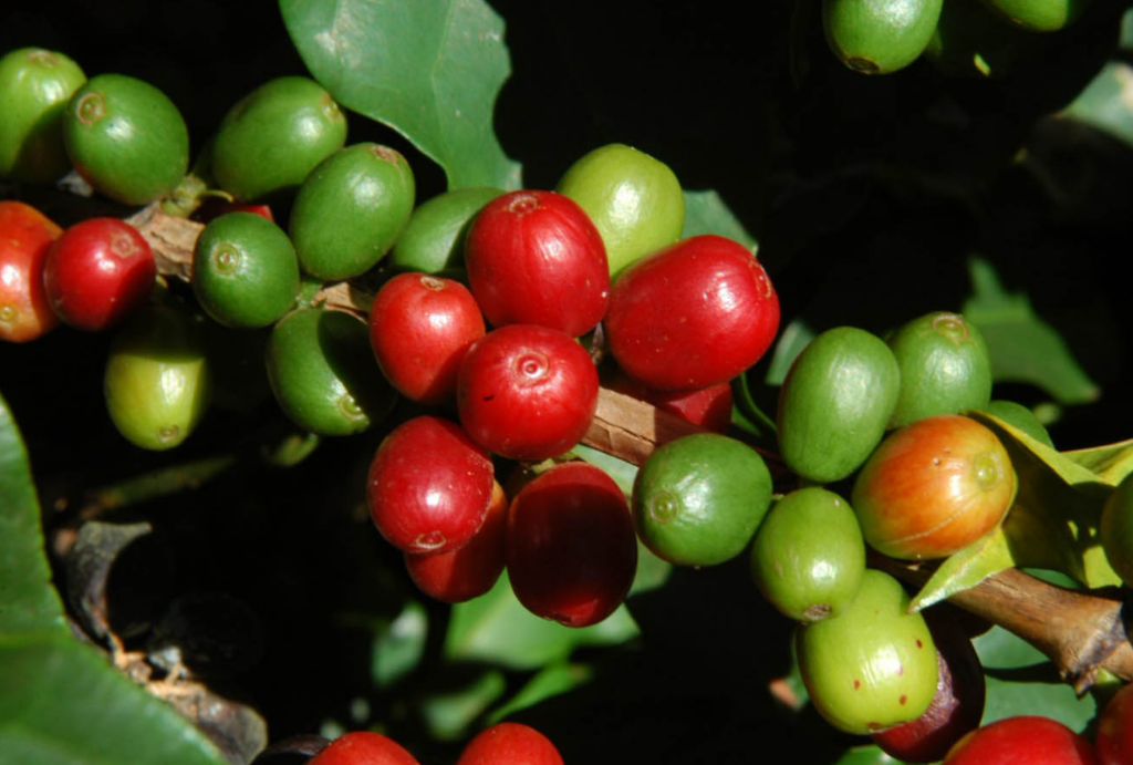 Preço do café e início da colheita de soja no Paraná são destaques de boletim agropecuário