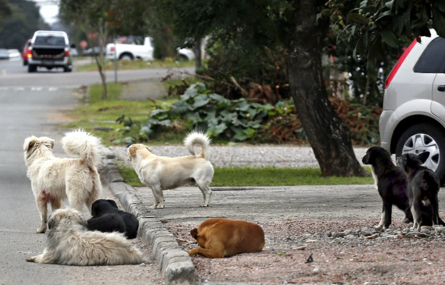 Projeto cria programa para população proteger animais de rua em Curitiba